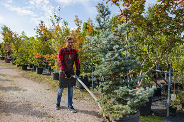 Best Fruit Tree Pruning  in Inkerman, PA